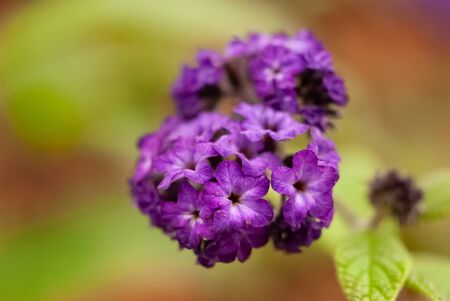 Dark Purple Flower Group with Green Backgroundの写真素材