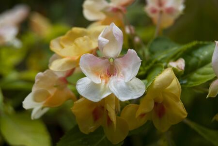 White Exotic Impatiens with Yellow blossoms in the backgroundの写真素材