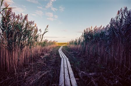 Cape Cod Boardwalk Through Reeds to the Seaの写真素材