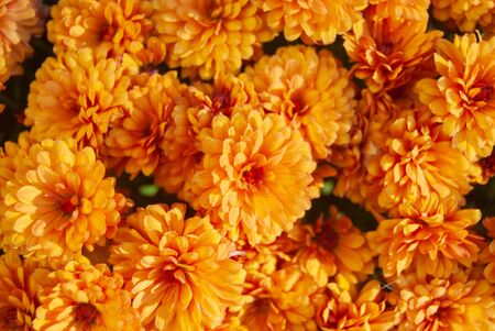 Bright Orange Chrysanthemums in a Bunch Filling Frameの写真素材