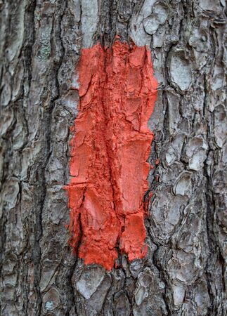 A single red blaze on a treeの写真素材