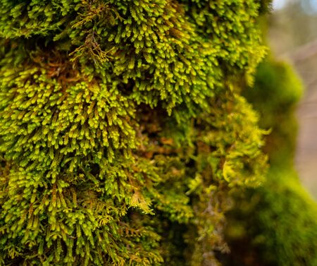 Green Moss Grows On A Tree Seen In Closeup