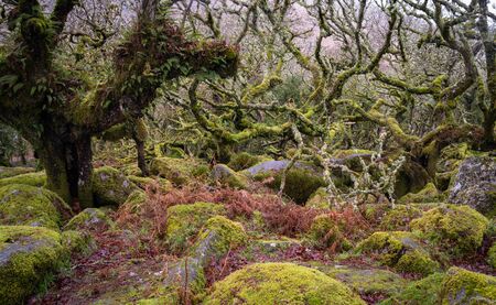 Forest interior with various rocks, mosses and lichens coating everything in green, brown and grey.の写真素材