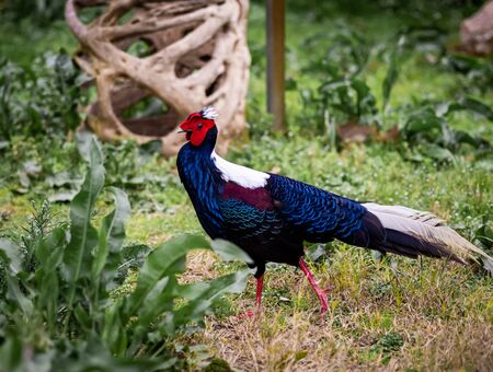 A Swinhoe Pheasant Walks Along The Ground And Shows Off Its Feathersの写真素材