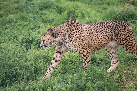 A cheetah paces around in the spring looking at something cautiously.