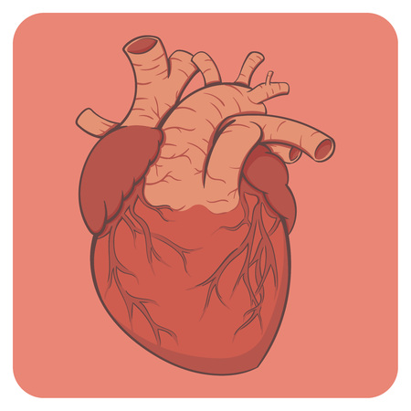 Cartoon style layered vector illustration - bright colored naturalistic human heart.の写真素材