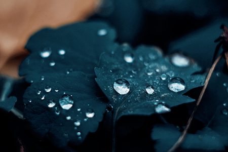 image drop on the grass macro closeの写真素材