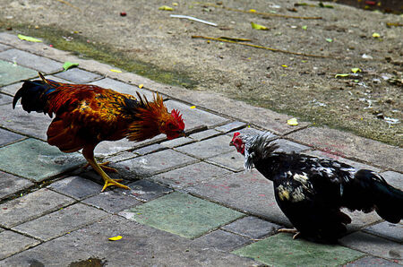 two young roosters solve their problrms by fightingの写真素材