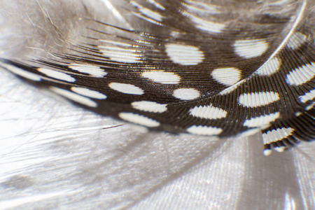 featherの写真素材