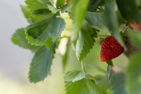 Close-up of a growing, hanging red ripe strawberryの写真素材