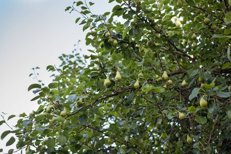 Pears ripening on a pear tree with blue sky backgroundの写真素材