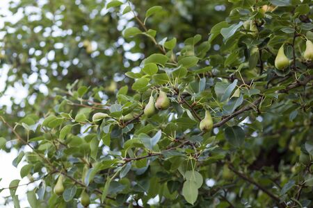 Green pears growing on a pear treeの写真素材