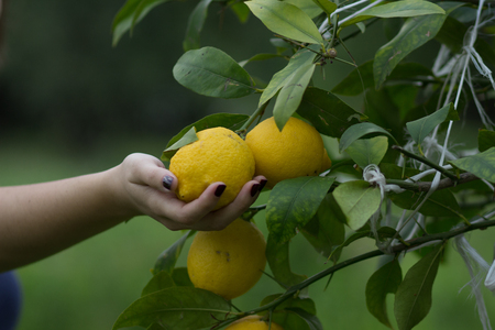 Girl checking a ripe lemon hanging from a tree before picking itの写真素材