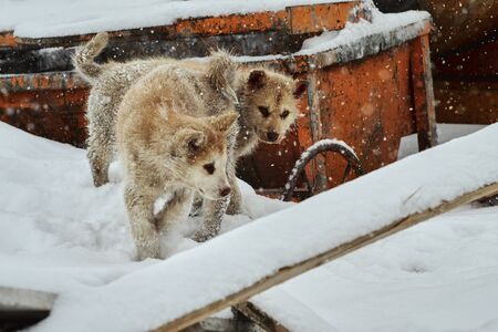 Two greenlandic sled dog puppies playing aroundの写真素材