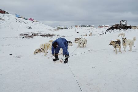 Man in blue coverall rigging up sled dogs to sled