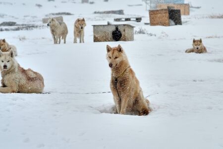 Chained orange brown sled dog looking fierceの写真素材