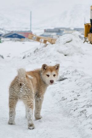 Cute greenlandic sled dog puppy covered in snow looking aroundの写真素材