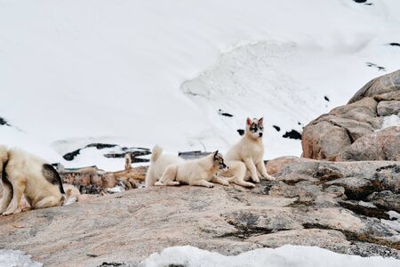 Two greenlandic sled dog puppies laying on rocks looking at cameraの写真素材