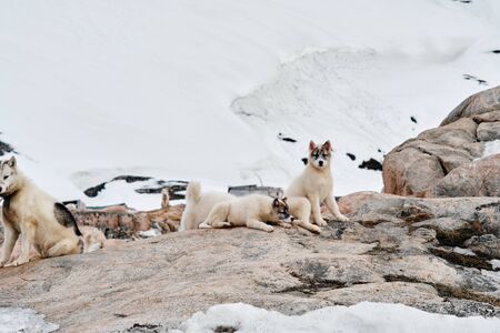 Two greenlandic sled dog puppies laying on rocks looking at cameraの写真素材