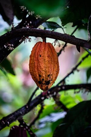 Yellow cacao fruit hanging on a tree in natureの写真素材