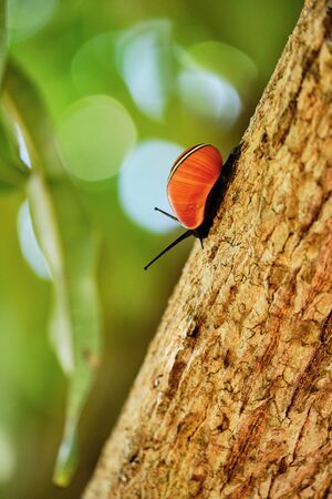 Snail with a red house going diagonally down a yellow tree logの写真素材