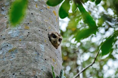 Cuban pigmy owl looking out from its home in the tree trunkの写真素材
