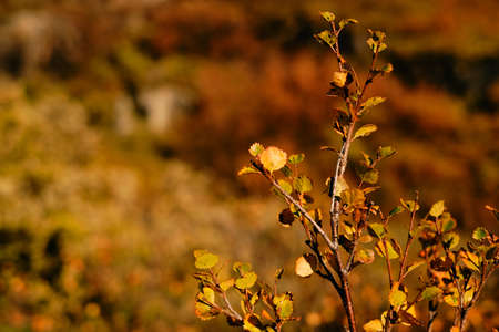 leaf and tree in Autum season in beautiful goldenhour lightの写真素材