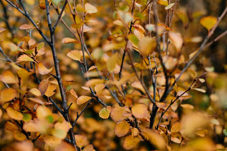 leaf and tree in Autum season in beautiful goldenhour lightの写真素材