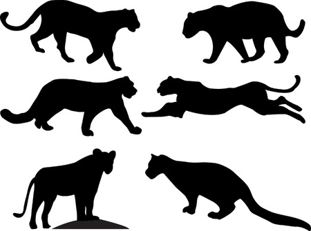 big cats collection vectorのイラスト素材