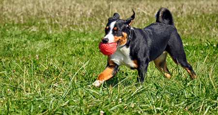 Appenzell cattle dog running on the green grassの写真素材
