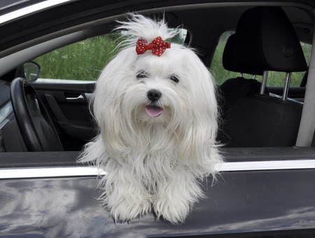 Maltese dog in the car looking out the windowの写真素材