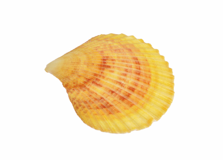 One shell isolated on white backgroundの写真素材