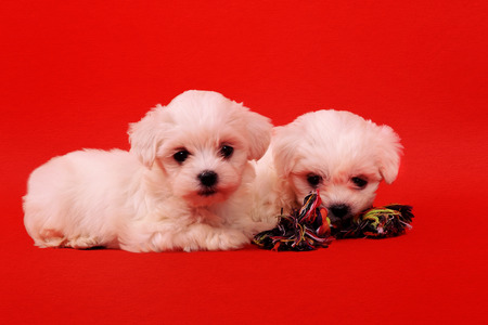 two maltese puppy with toy for dogs on a red backgroundの写真素材
