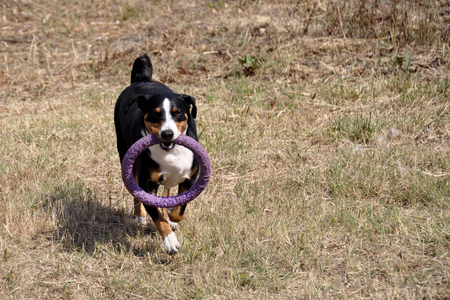 playing Appenzell cattle dog in a bright ringの写真素材