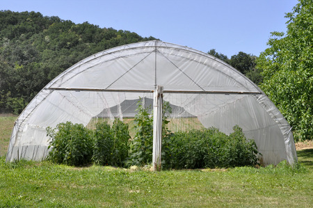 greenhouse with plastic film which raised early tomatoes peppers and other vegetables seedlings.の写真素材
