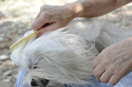 Closeup view of combing  of the white Maltese dog.の写真素材