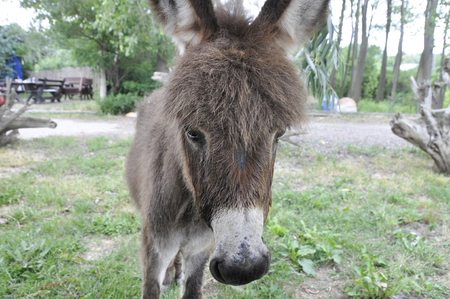 A young donkey in a clearing in the countryside.の写真素材