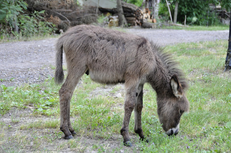 A young donkey in a clearing in the countrysideの写真素材