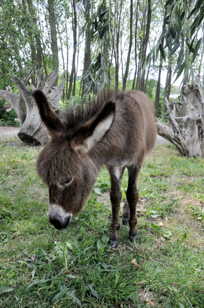 A young donkey in a clearing in the countryside.の写真素材
