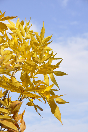 tree in a park in autumn with yellow leavesの写真素材