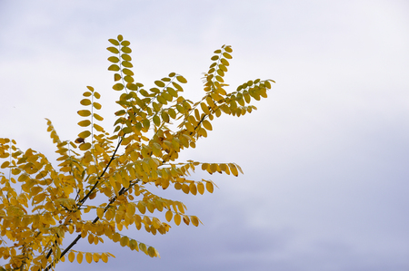 tree in a park in autumn with yellow leavesの写真素材