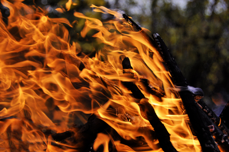 Fire. Wood burning in the fire. Orange flame. Tongue of flame.の写真素材
