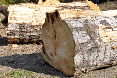 Part of the trunk of a large felled pine trees lying on the groundの写真素材