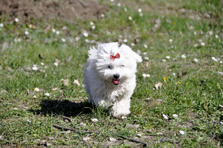 Small white Maltese dog outdoor.の写真素材
