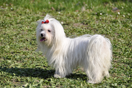 Small dog maltezer, in the autumn forestの写真素材