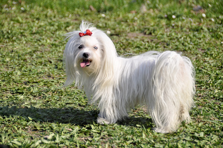 Small dog maltezer, in the autumn forestの写真素材