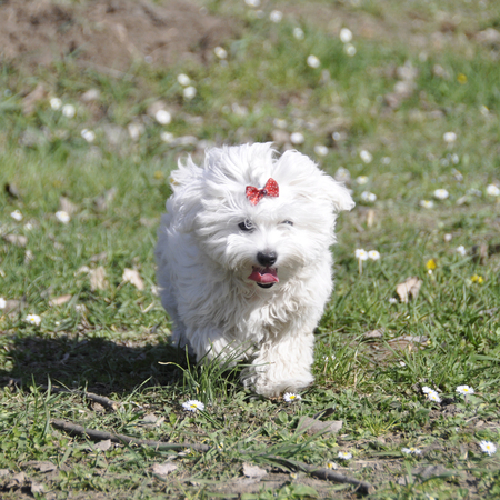 Small dog maltezer, in the autumn forestの写真素材