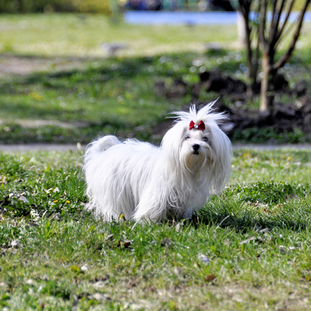 Small dog maltezer, in the autumn forestの写真素材