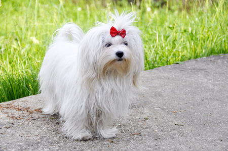 Small dog maltezer, in the autumn forestの写真素材