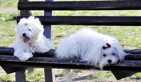 two maltese dogs posing on a park bench.の写真素材